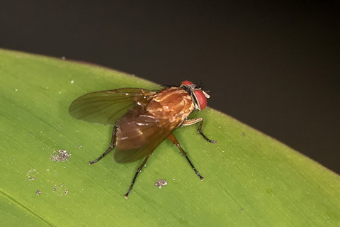 Bush Fly (Dichaetomyia norrisi) (Dichaetomyia norrisi)